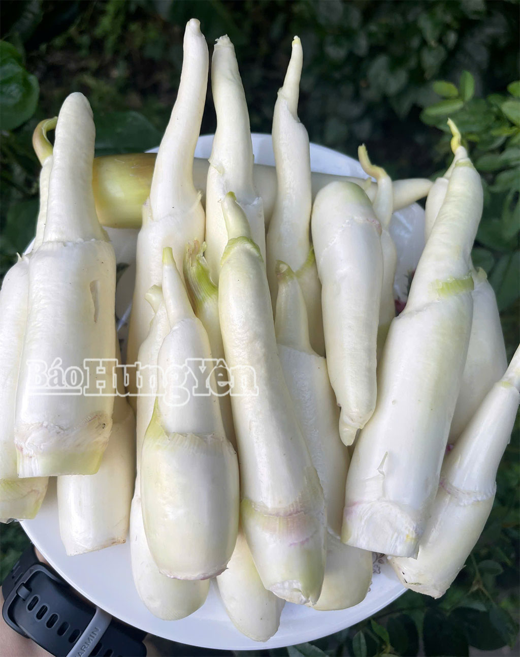 Củ niễng – món quà đầu đông của người Hưng Yên