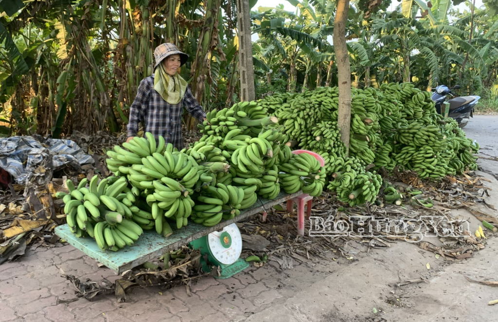 Phường Hồng Châu khai thác hiệu quả tiềm năng kinh tế vùng bãi