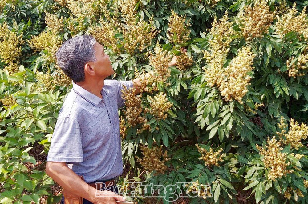   Thành phố Hưng Yên Tập trung chăm sóc nhãn thời kỳ ra hoa