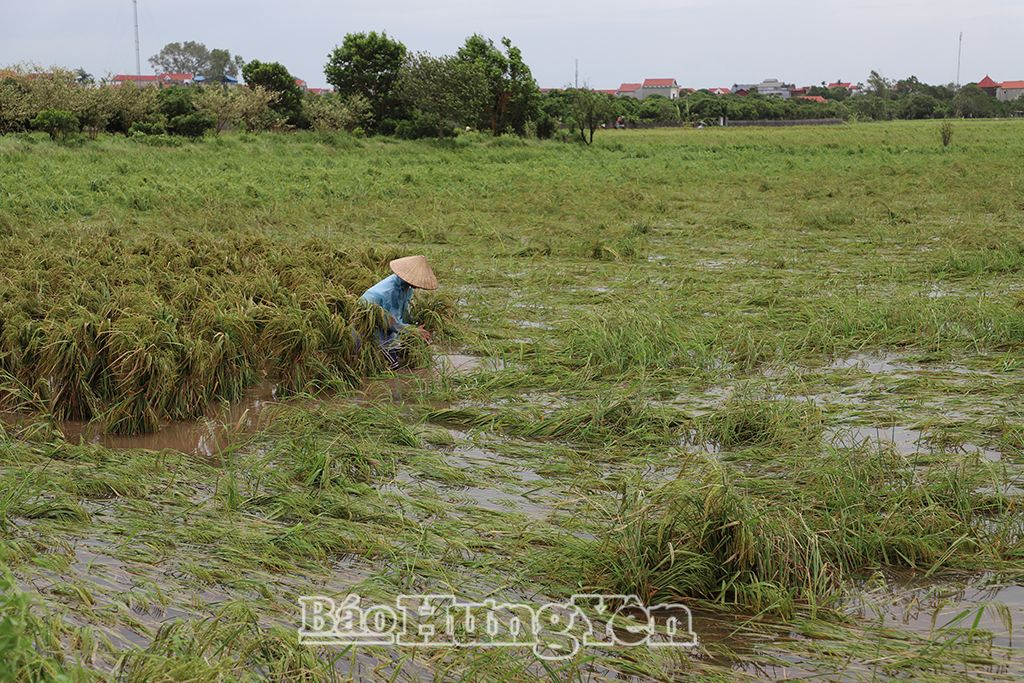   Ghi nhận những thiệt hại ban đầu do bão số 3 tại một số địa phương