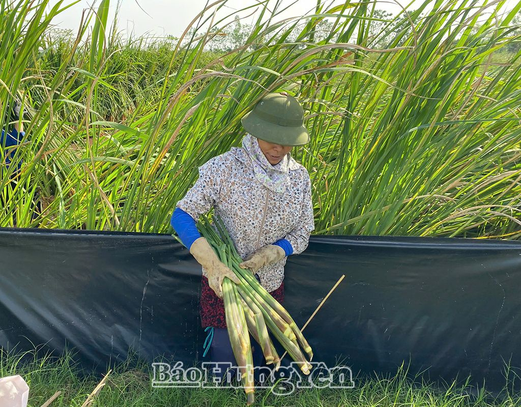   Phường Hồng Châu Vào vụ thu hoạch củ niễng